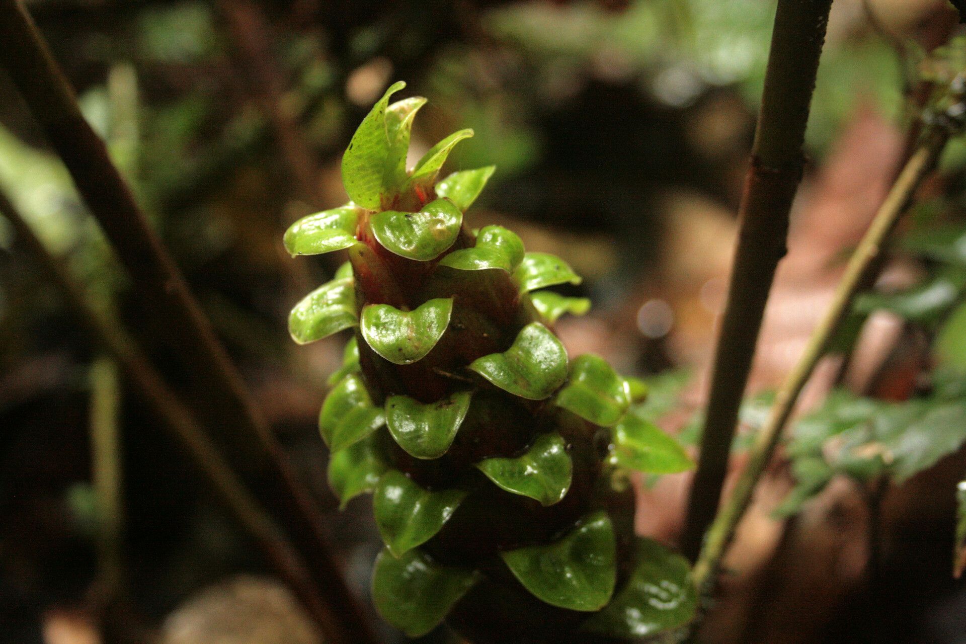 Costus claviger flower