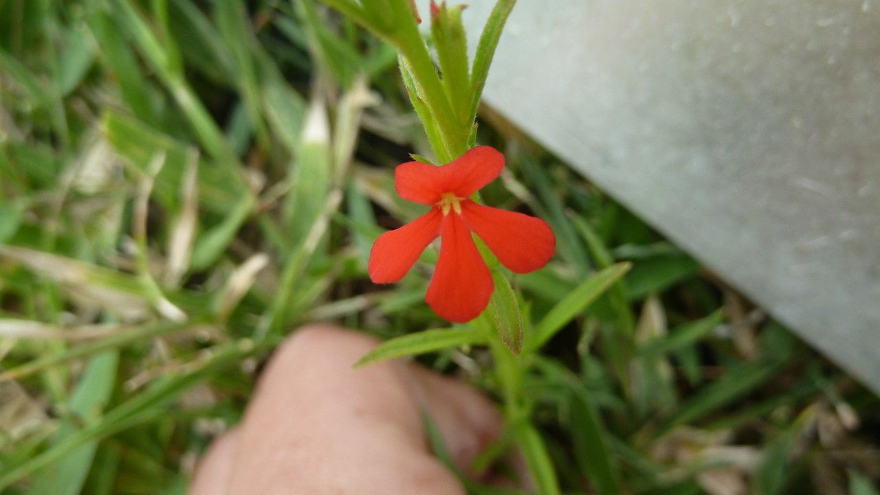 Striga asiatica flower