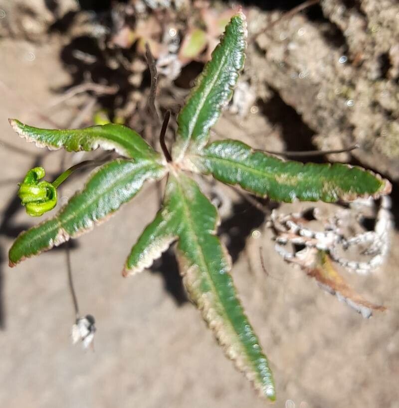 Doryopteris triphylla — houseplant care guide