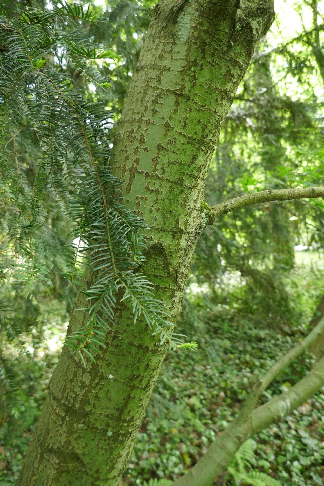 Acer pauciflorum bark