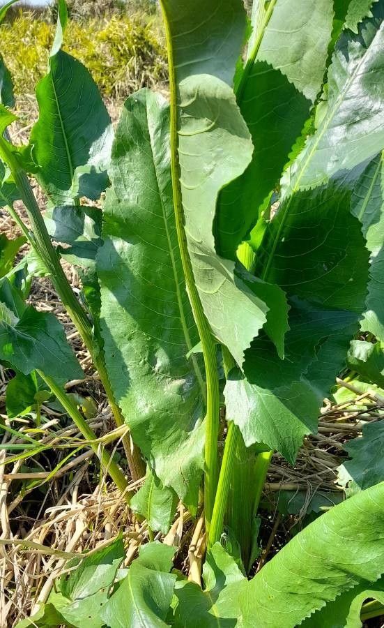 Senecio bonariensis leaf