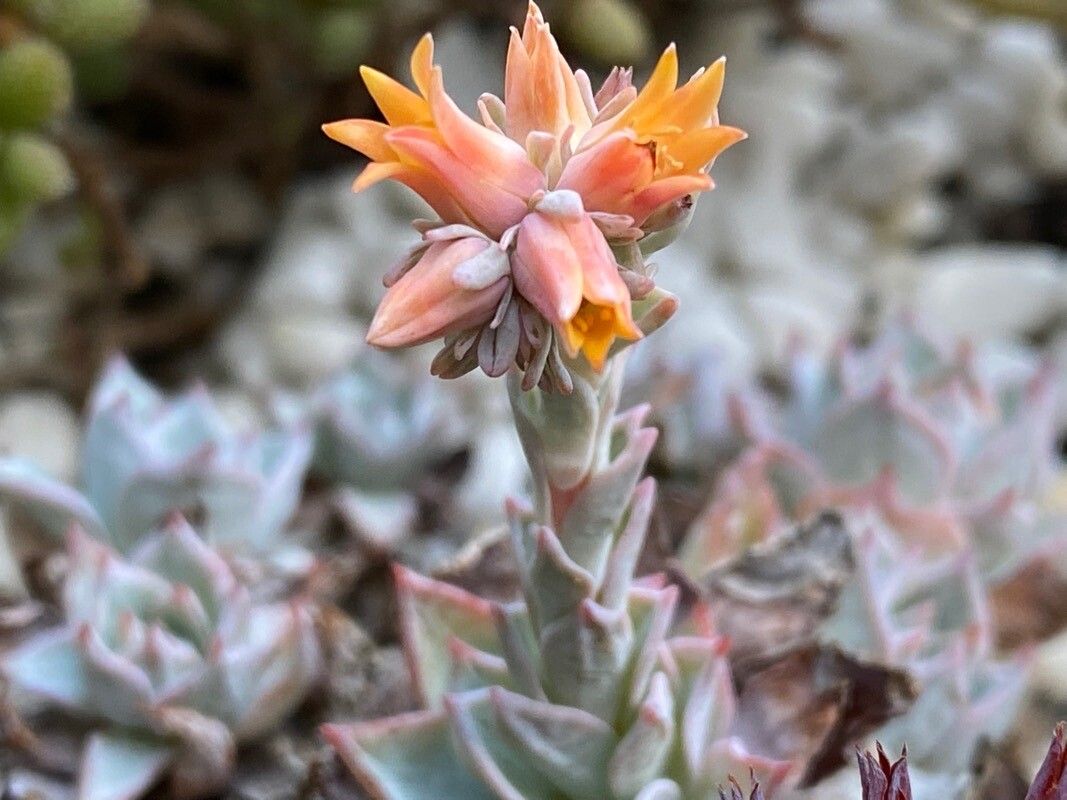 Echeveria derenbergii flower