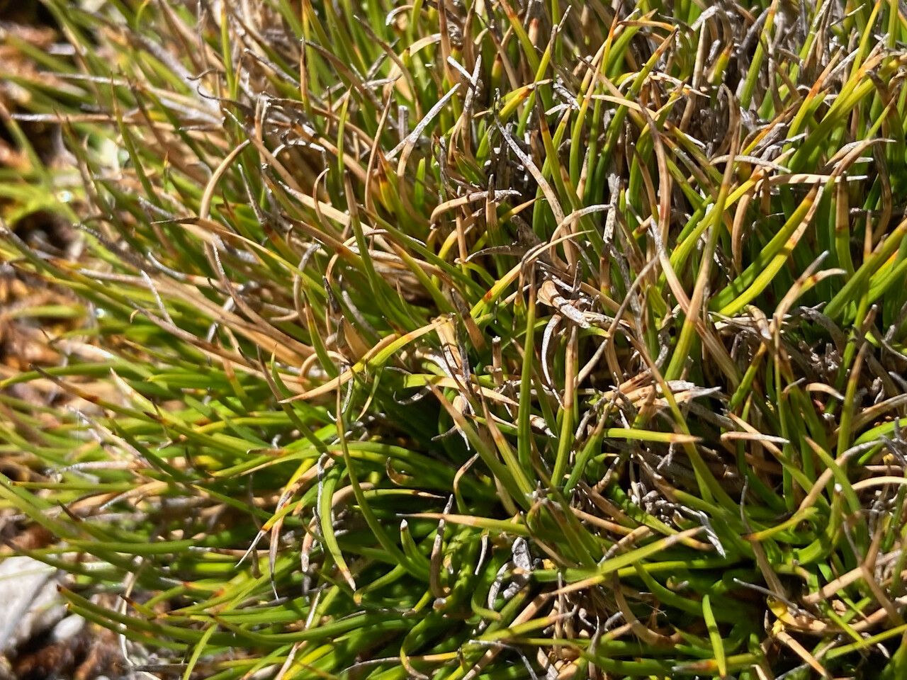 Oreobolus obtusangulus leaf