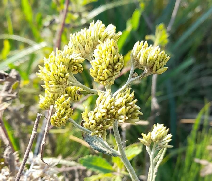 Achyrocline satureioides flower