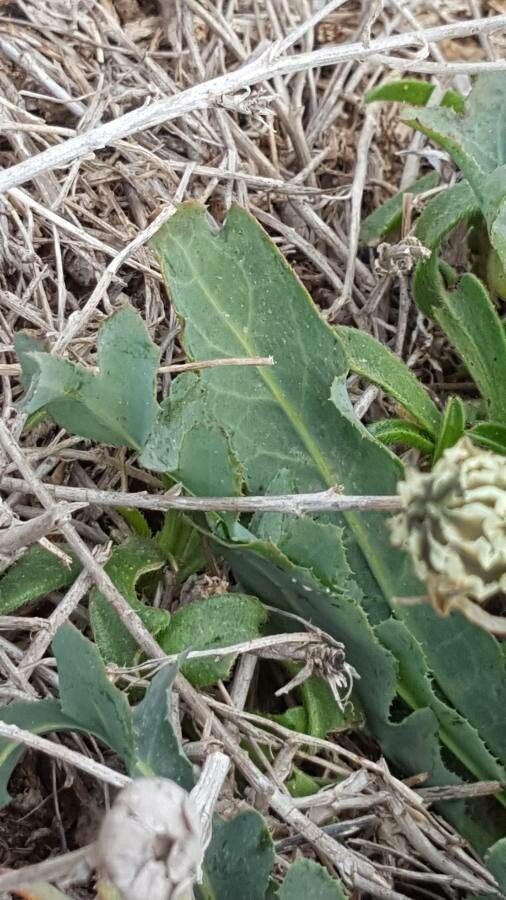 Reichardia gaditana leaf