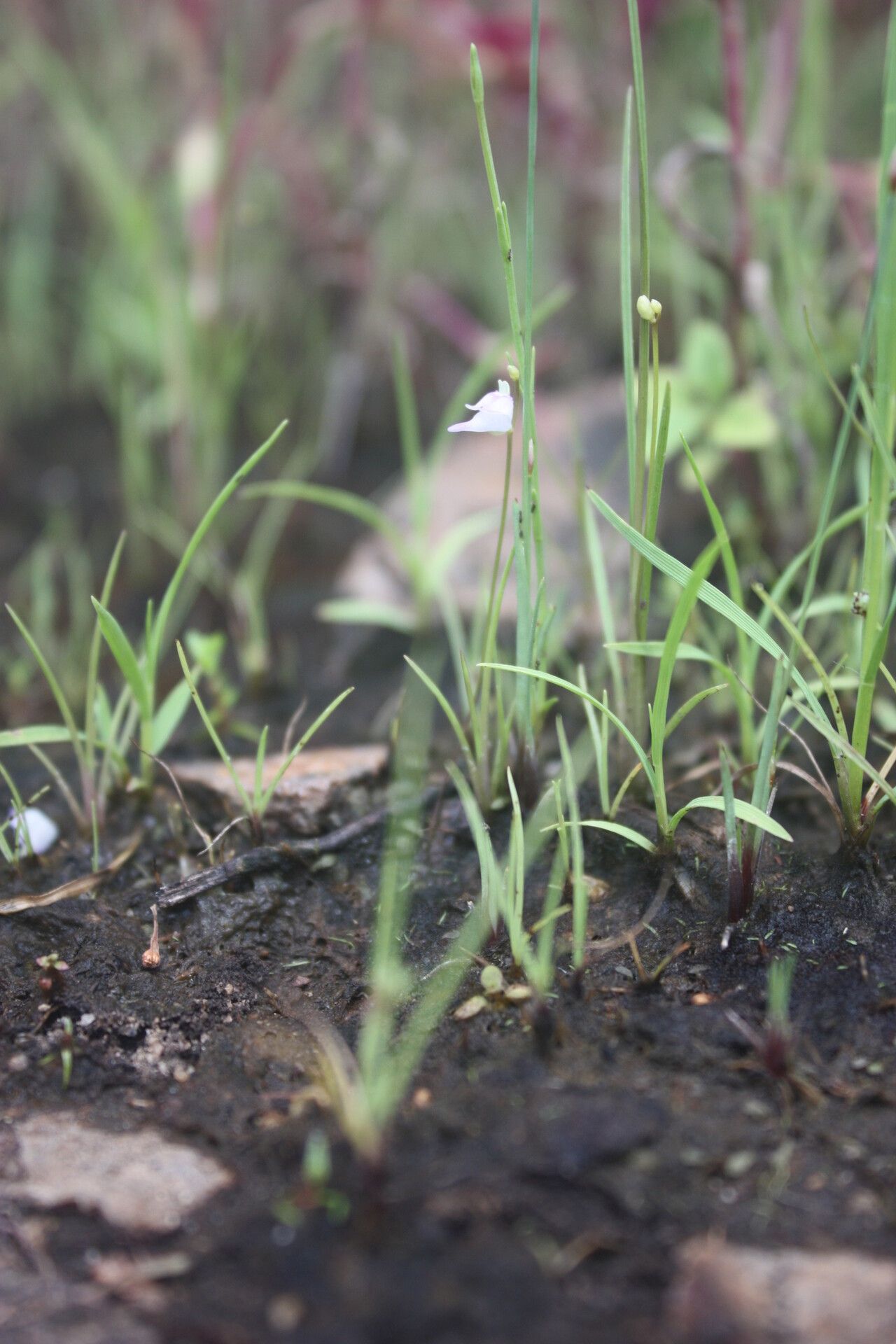 Utricularia arenaria habit