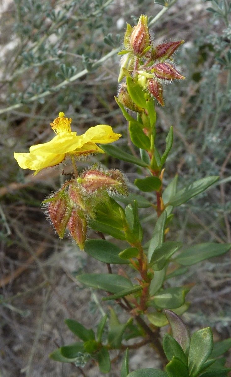 Helianthemum alypoides other