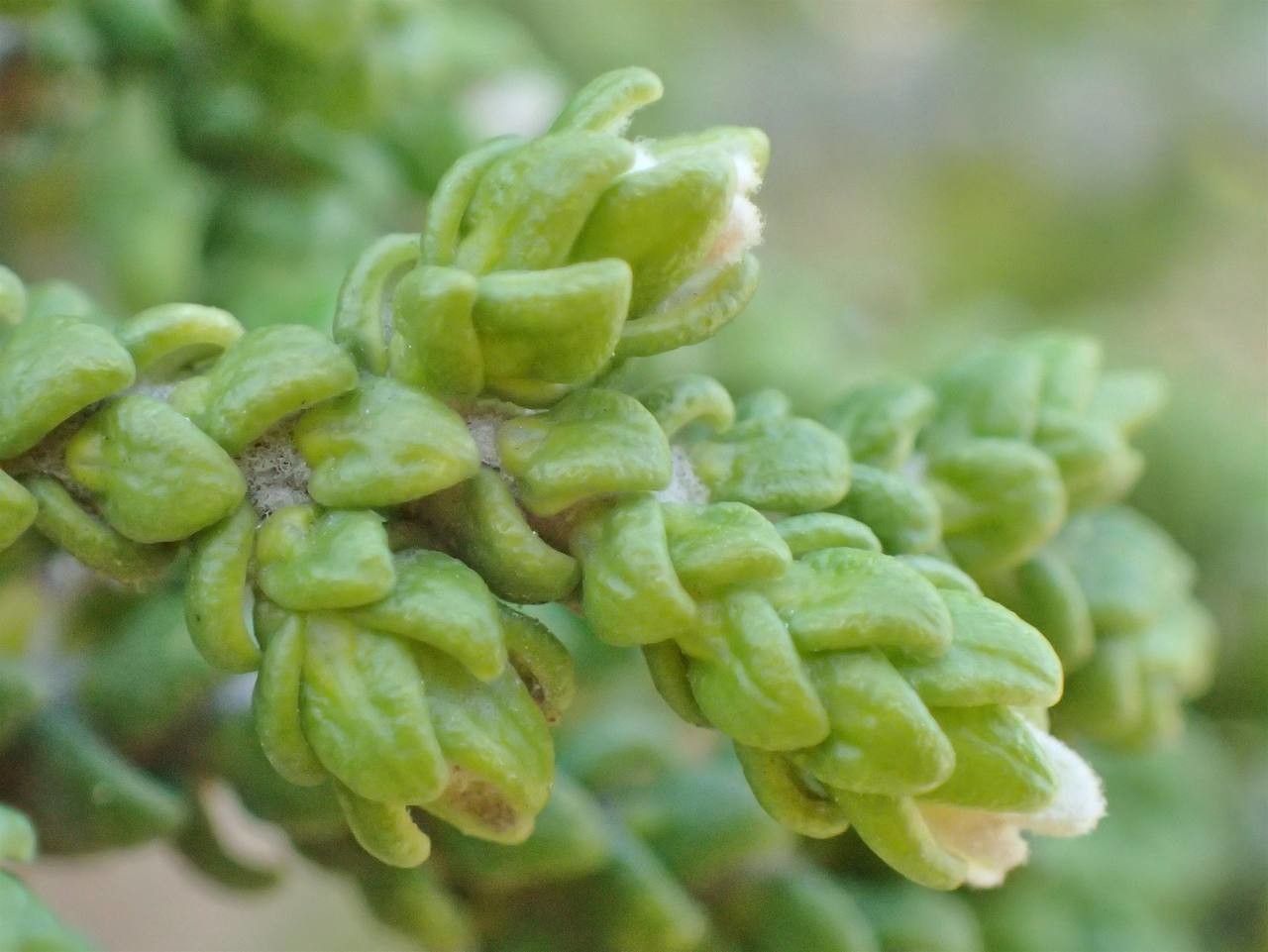 Thymelaea hirsuta fruit