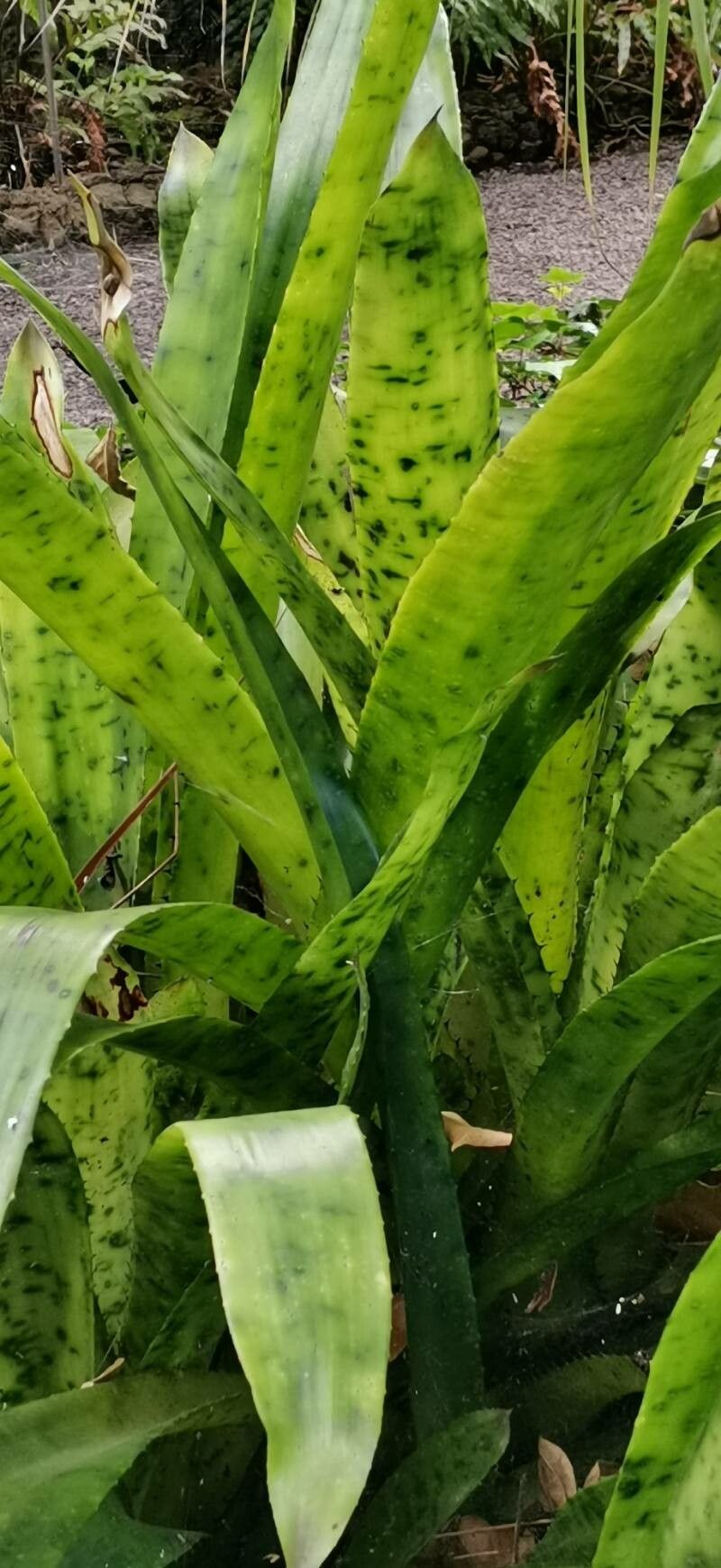 Canistrum giganteum leaf
