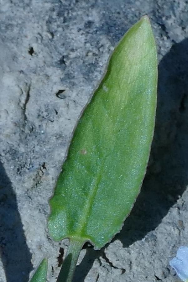 Damasonium alisma — search result for 'Alisma'