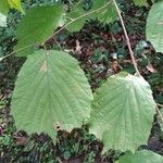 Corylus avellana