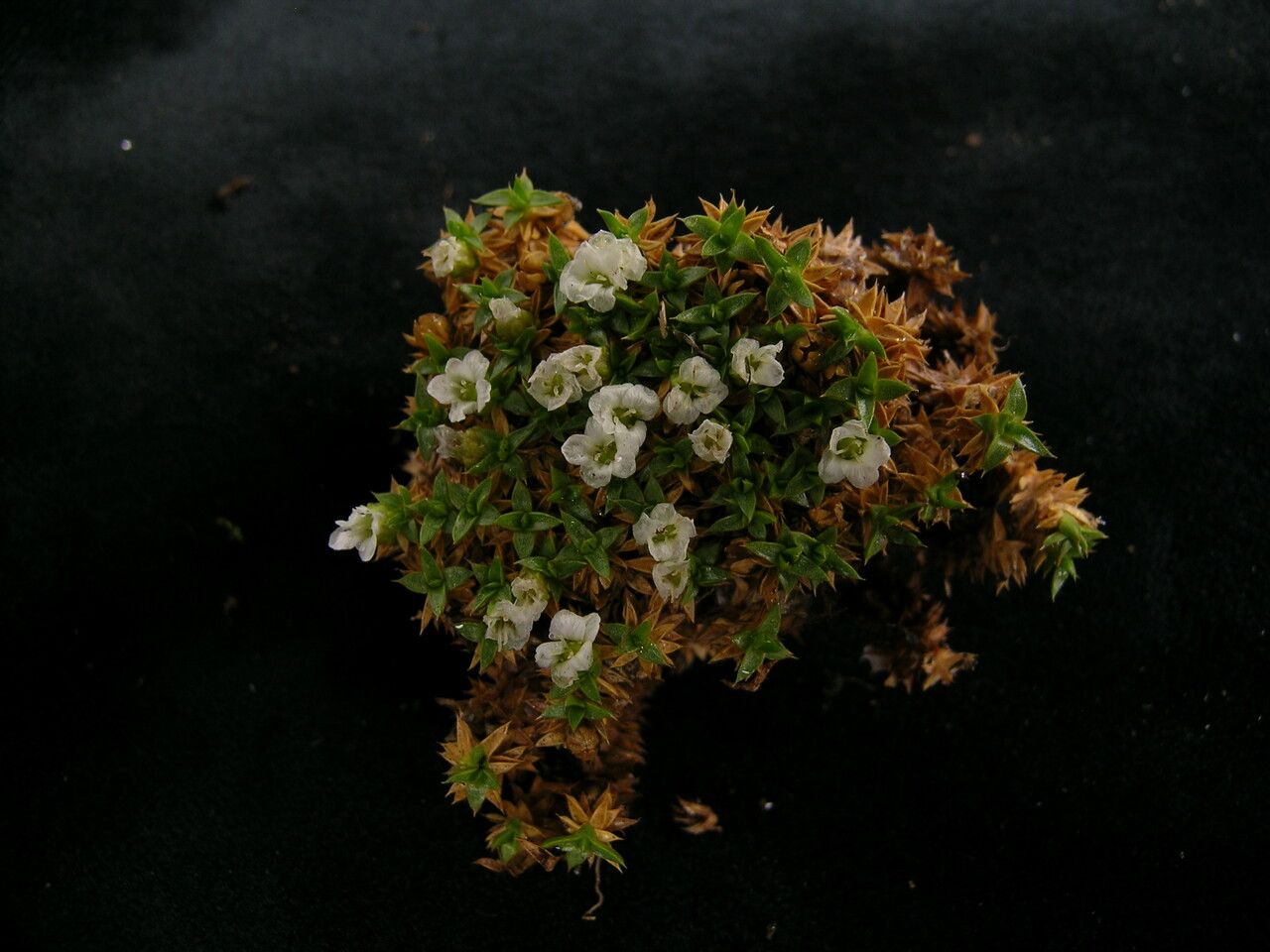 Arenaria densissima habit