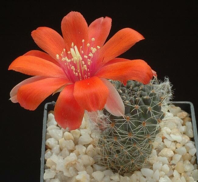 Aylostera leucanthema habit