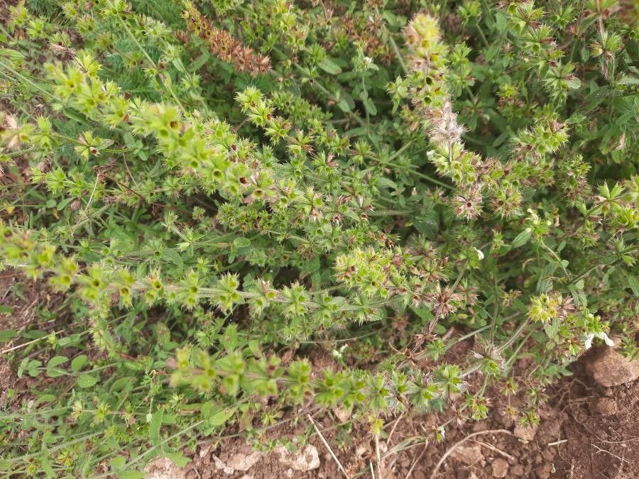 Sideritis montana flower