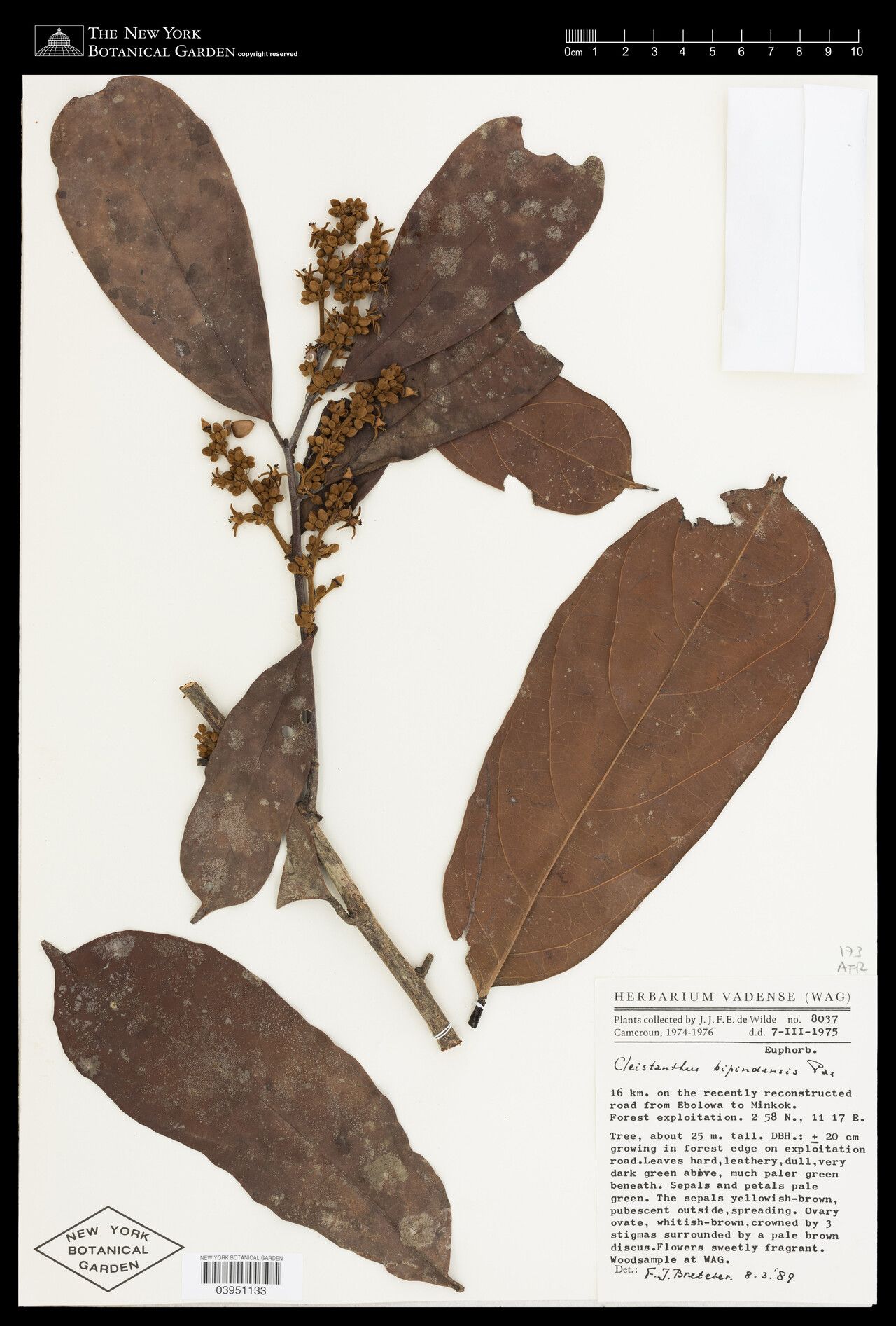 Cleistanthus bipindensis — related species from the same genus