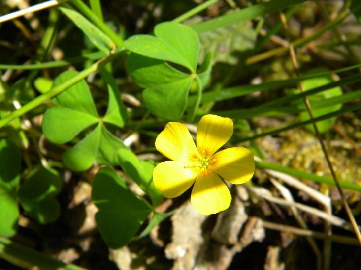 Oxalis suksdorfii flower