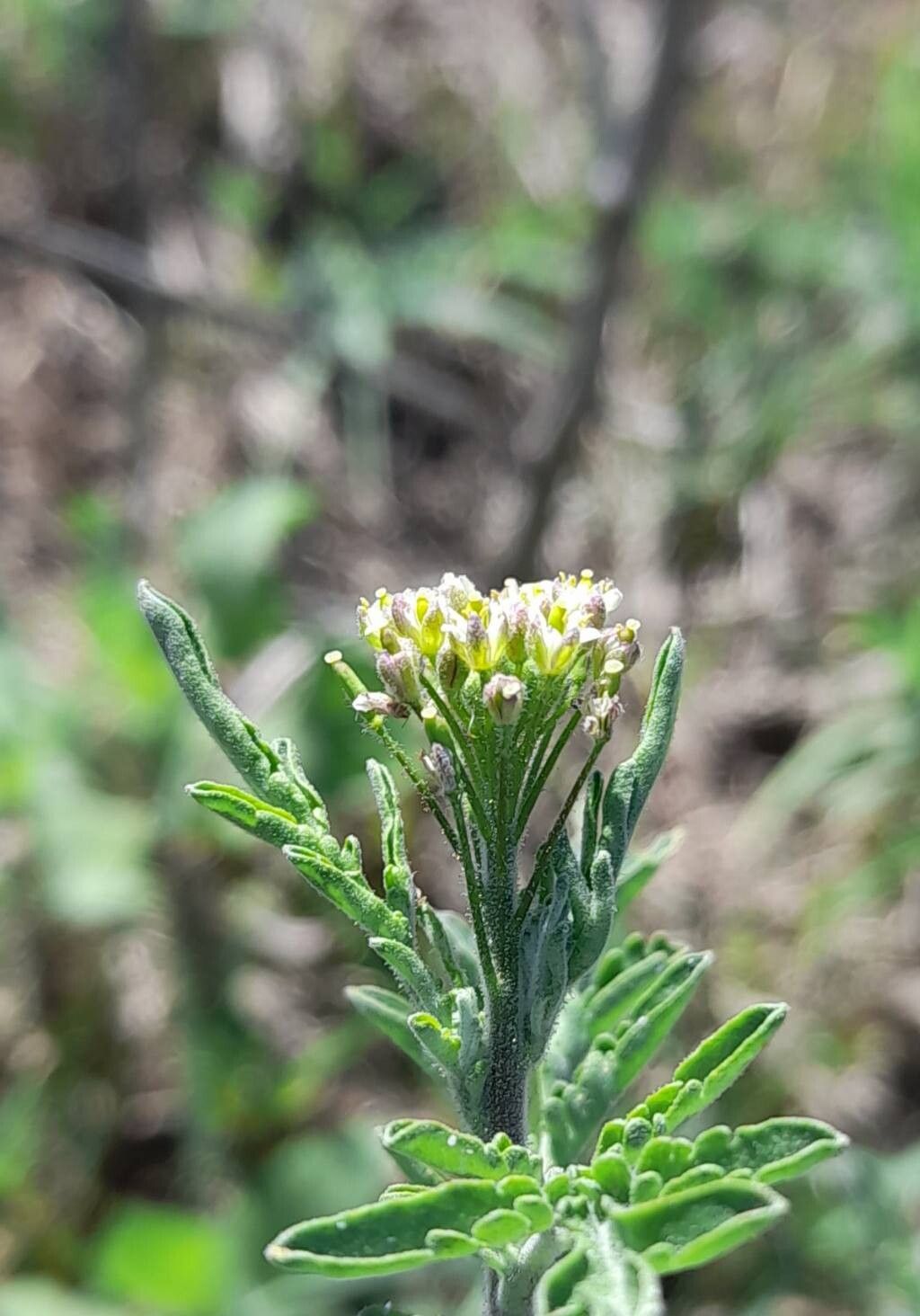 Descurainia erodiifolia flower