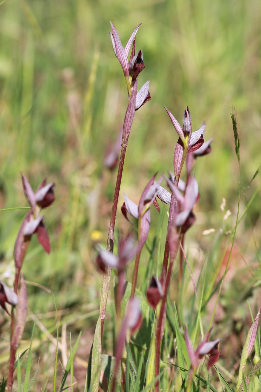 Serapias olbia habit