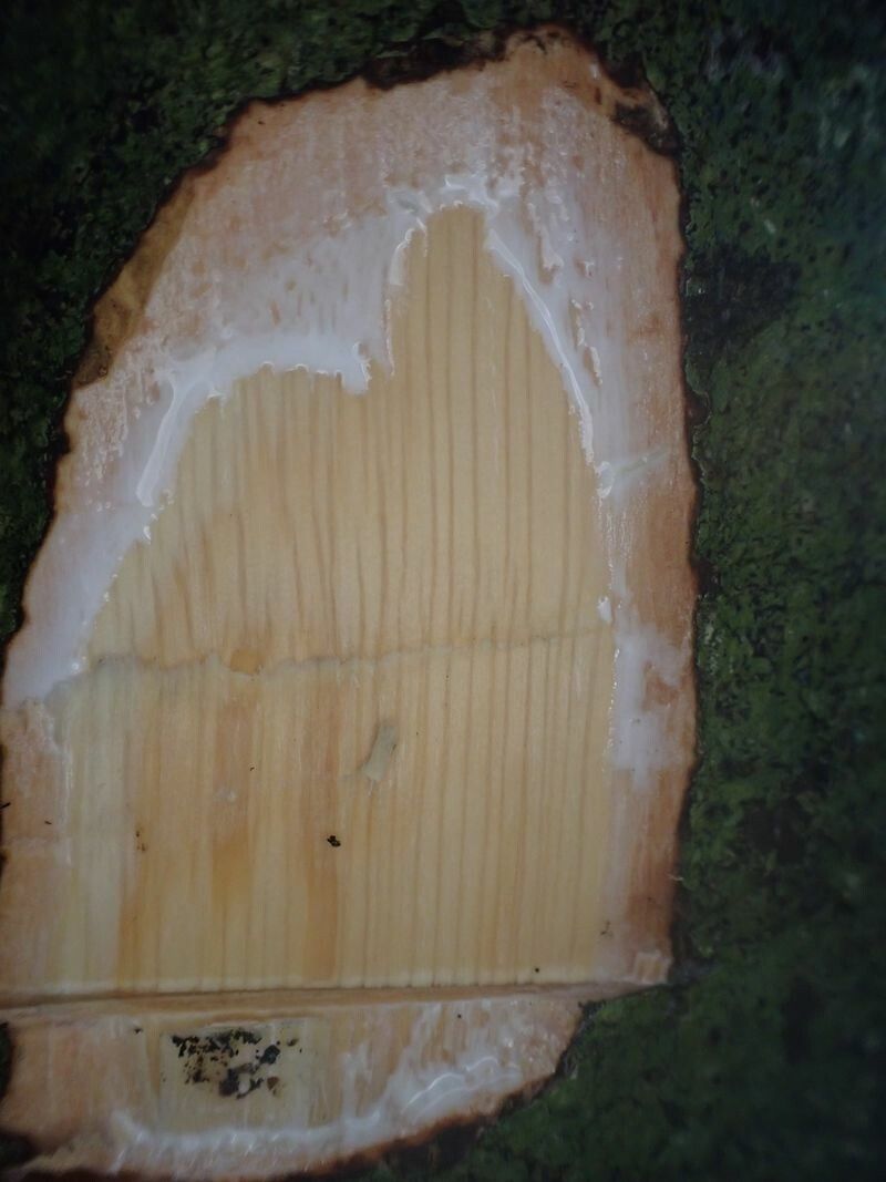 Synsepalum longicuneatum bark