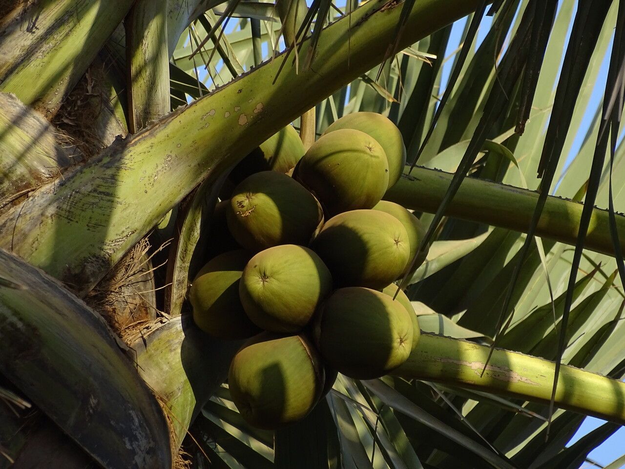 Borassus akeassii fruit