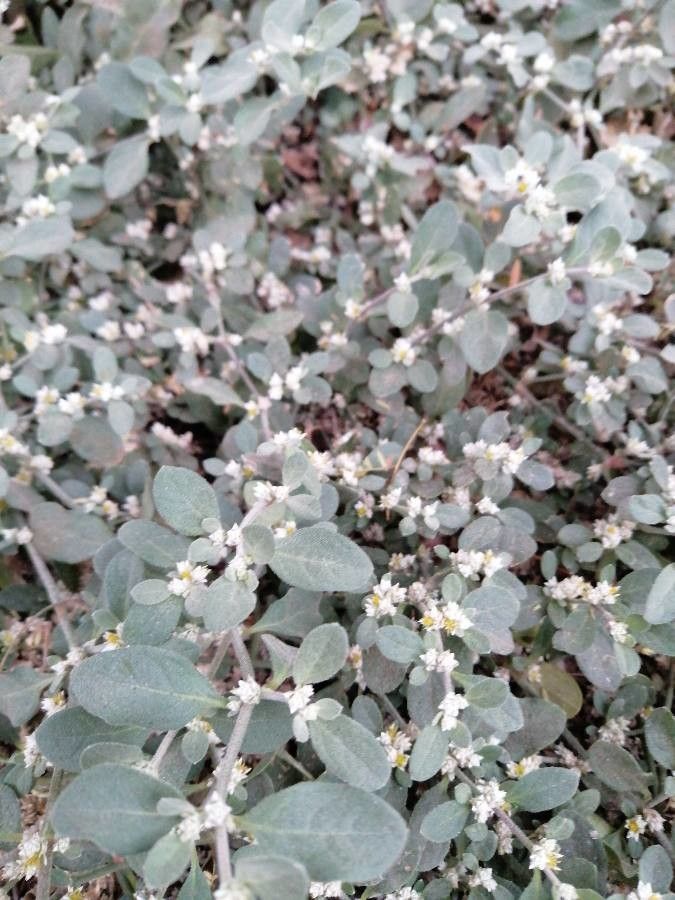 Tidestromia lanuginosa — houseplant care guide