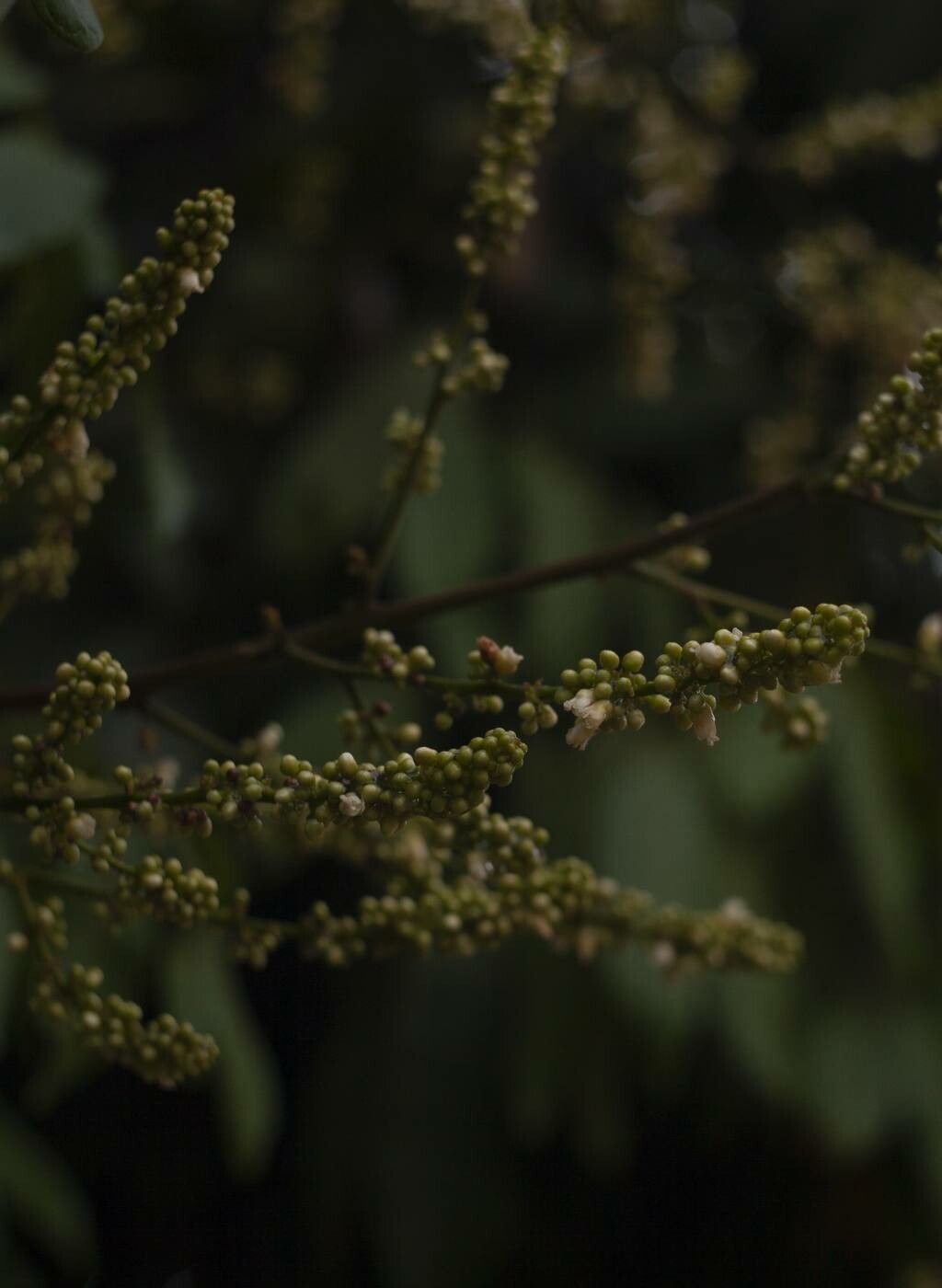 Lepisanthes rubiginosa flower