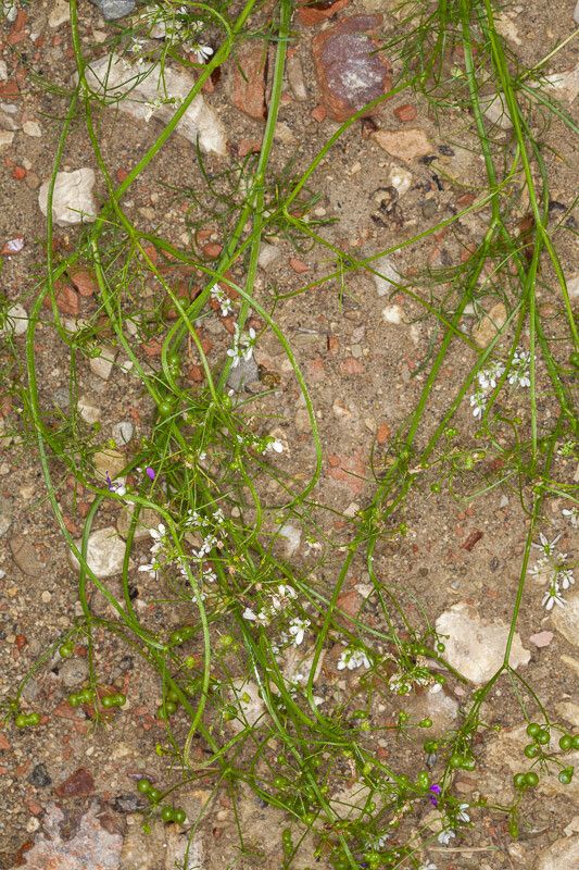 Bifora radians fruit