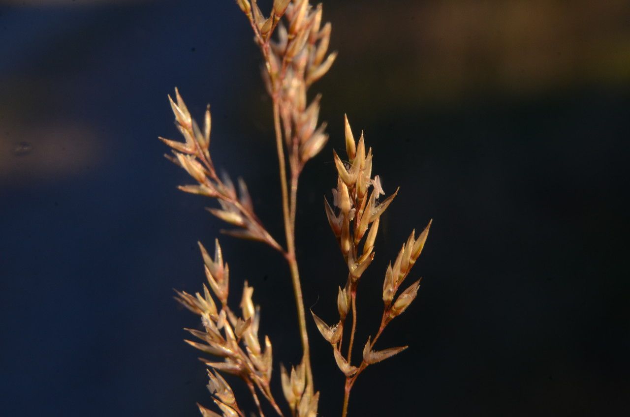 Agrostis canina flower