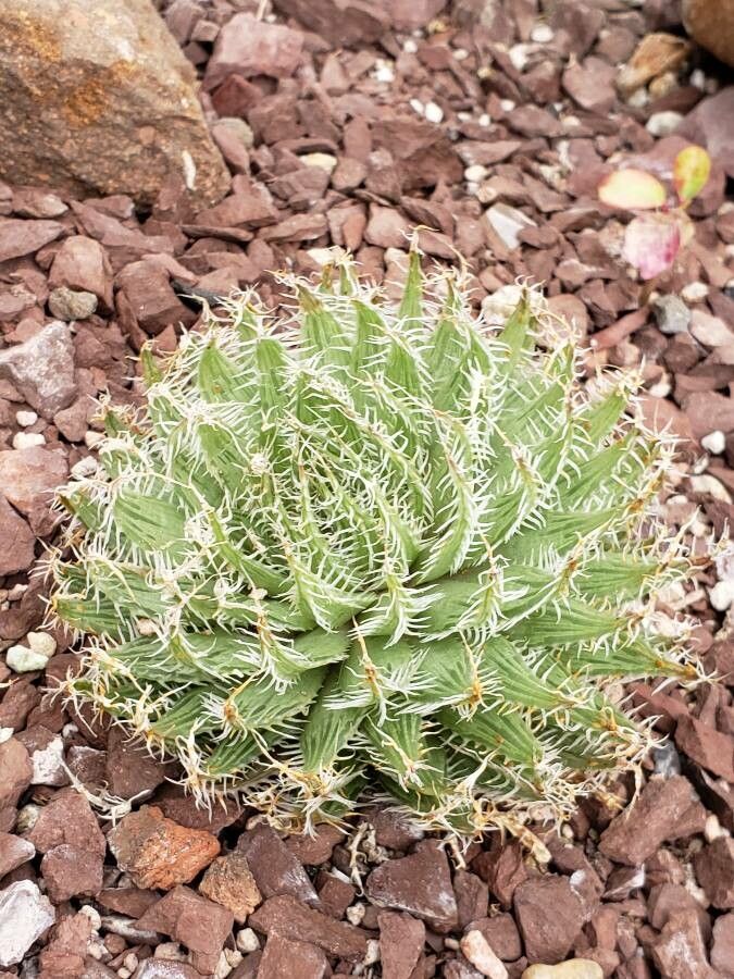 Haworthia decipiens habit