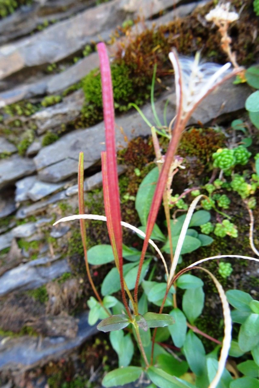 Epilobium anagallidifolium fruit