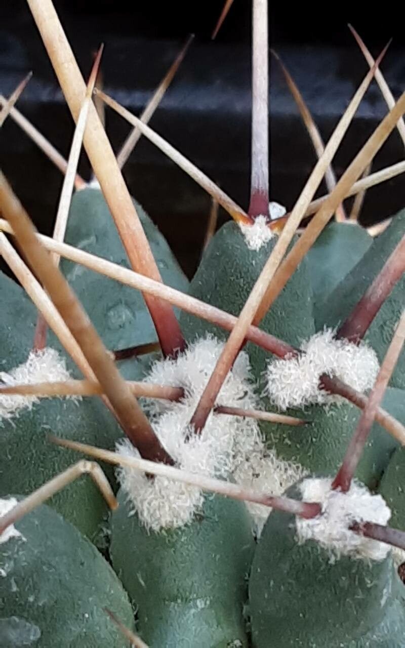 Thelocactus rinconensis flower
