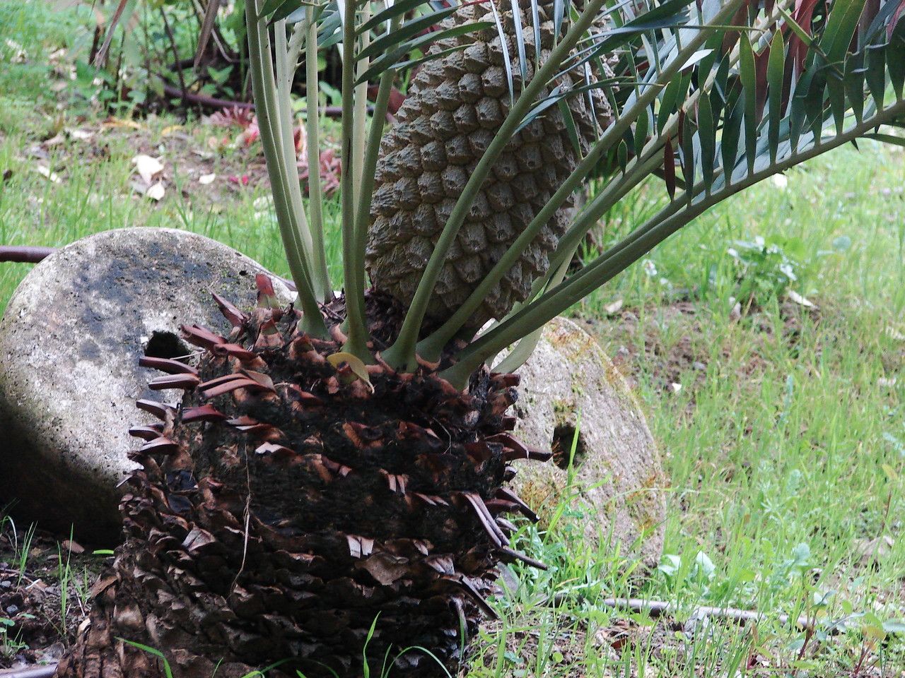 Encephalartos altensteinii fruit