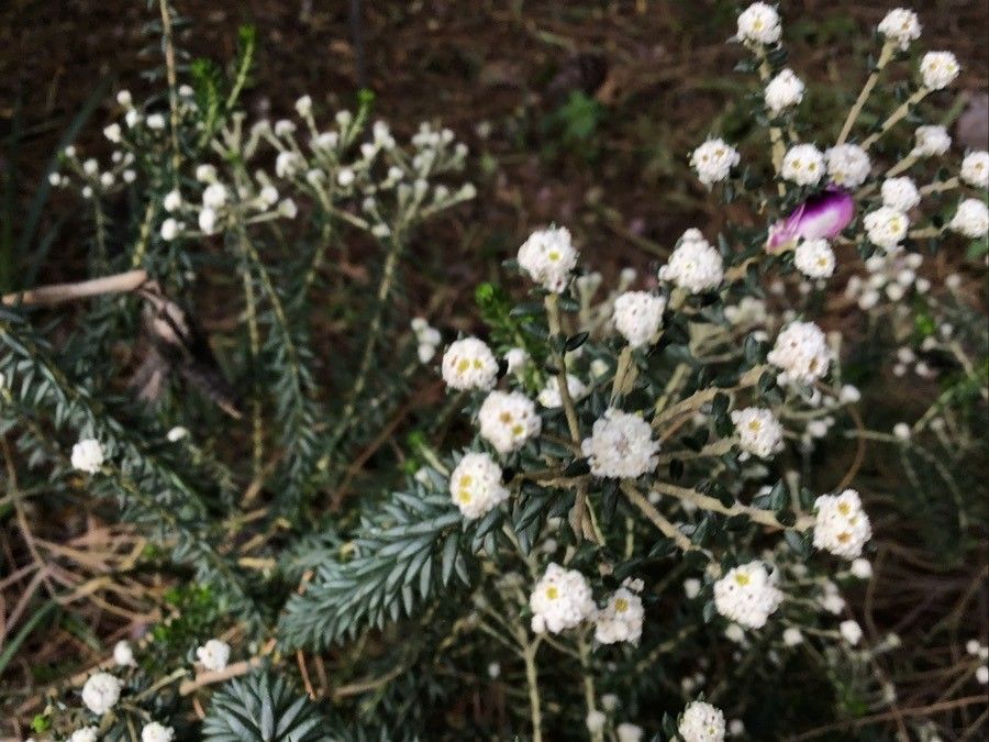 Phylica ericoides flower