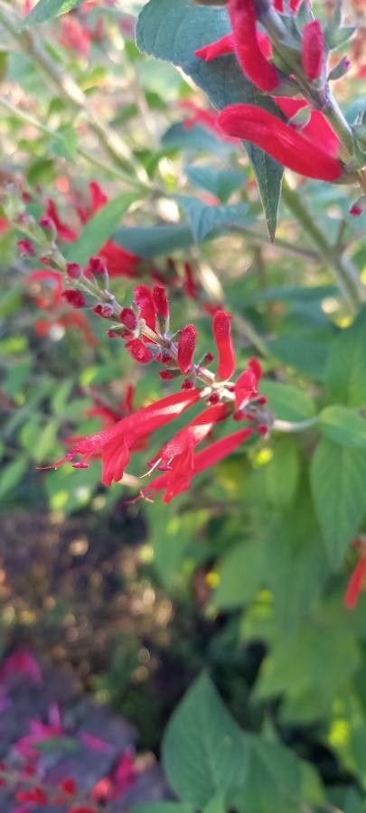 Salvia elegans flower
