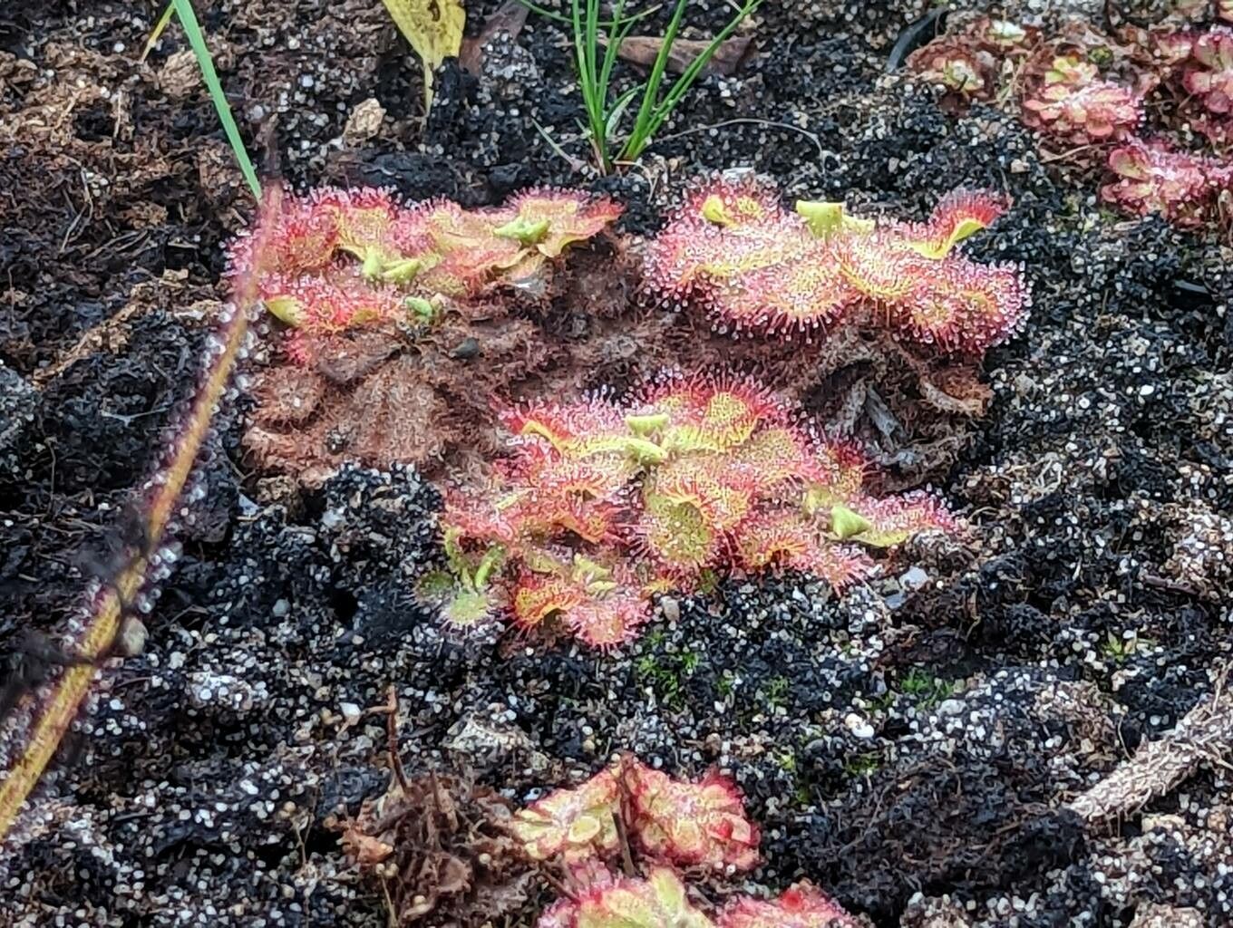 Drosera cuneifolia habit