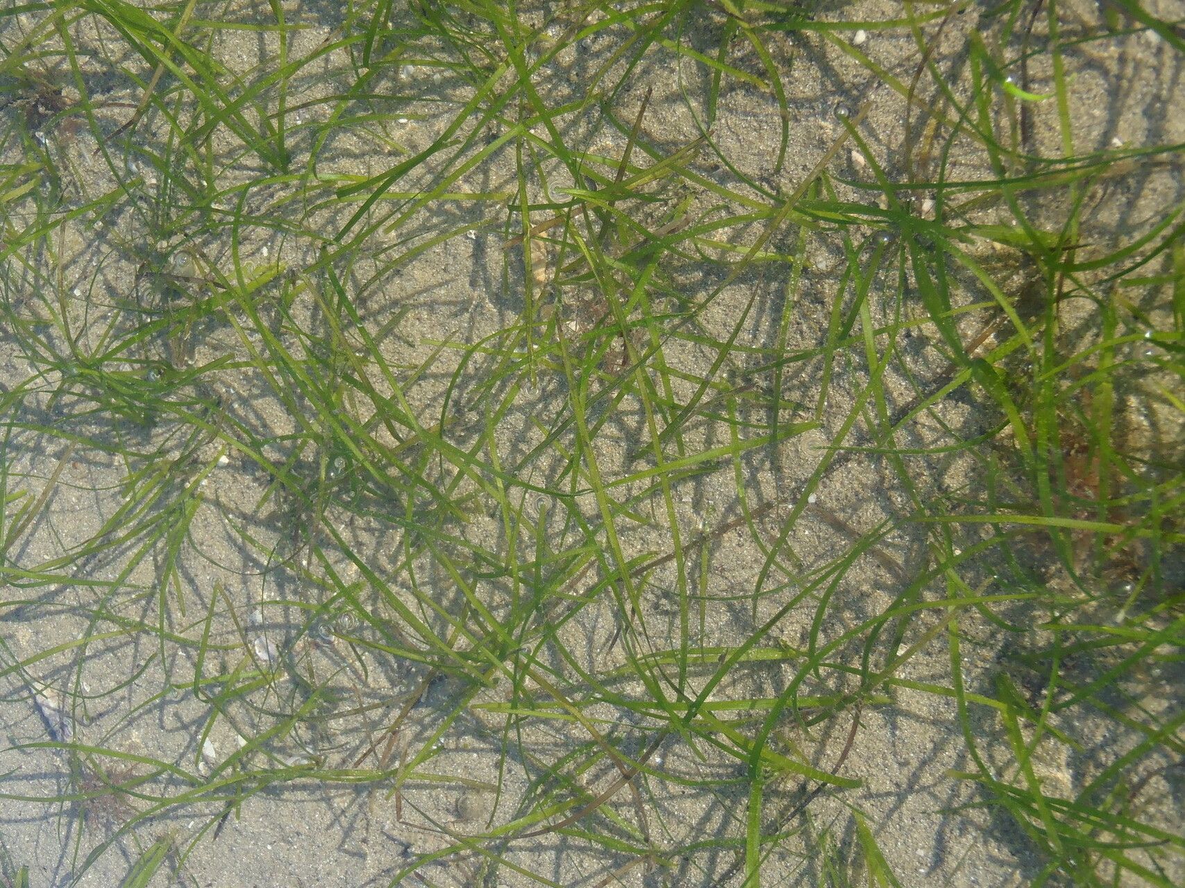Zostera capensis leaf