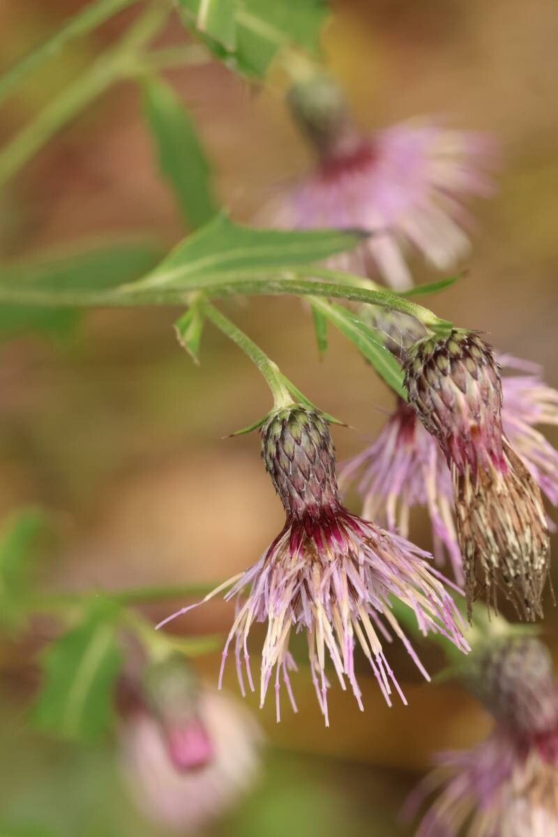 Cirsium bitchuense — search result for 'Cirsium'