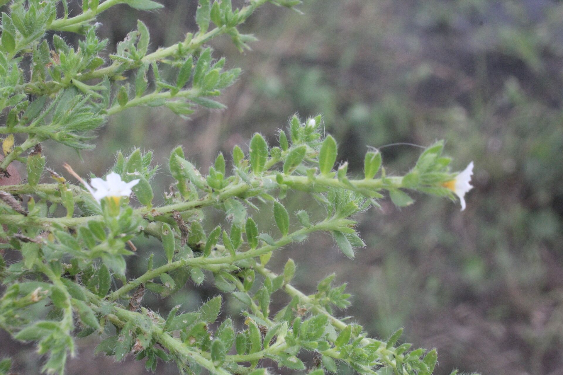 Euploca lagoensis habit