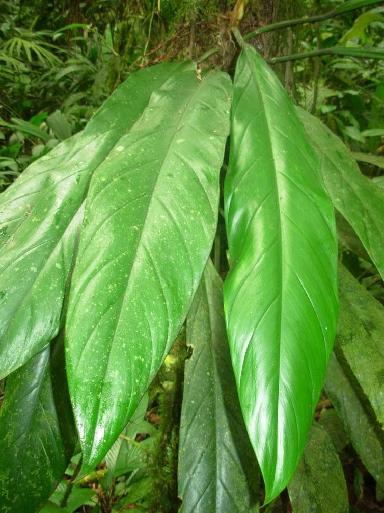Philodendron cretosum leaf
