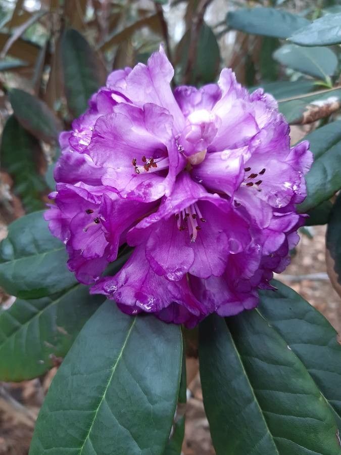 Rhododendron niveum flower