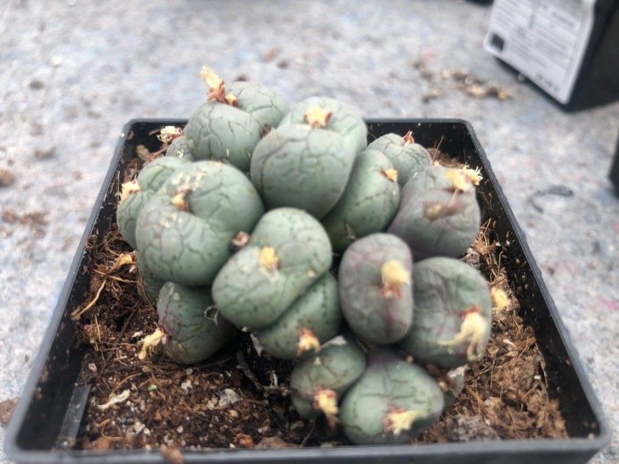 Conophytum velutinum — houseplant care guide