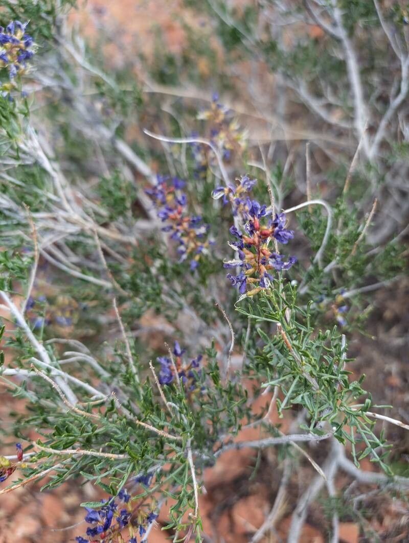 Psorothamnus fremontii habit