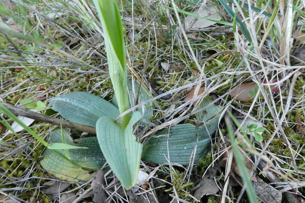 Ophrys vetula — houseplant care guide
