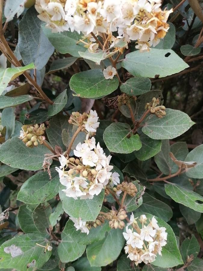 Dombeya ficulnea flower