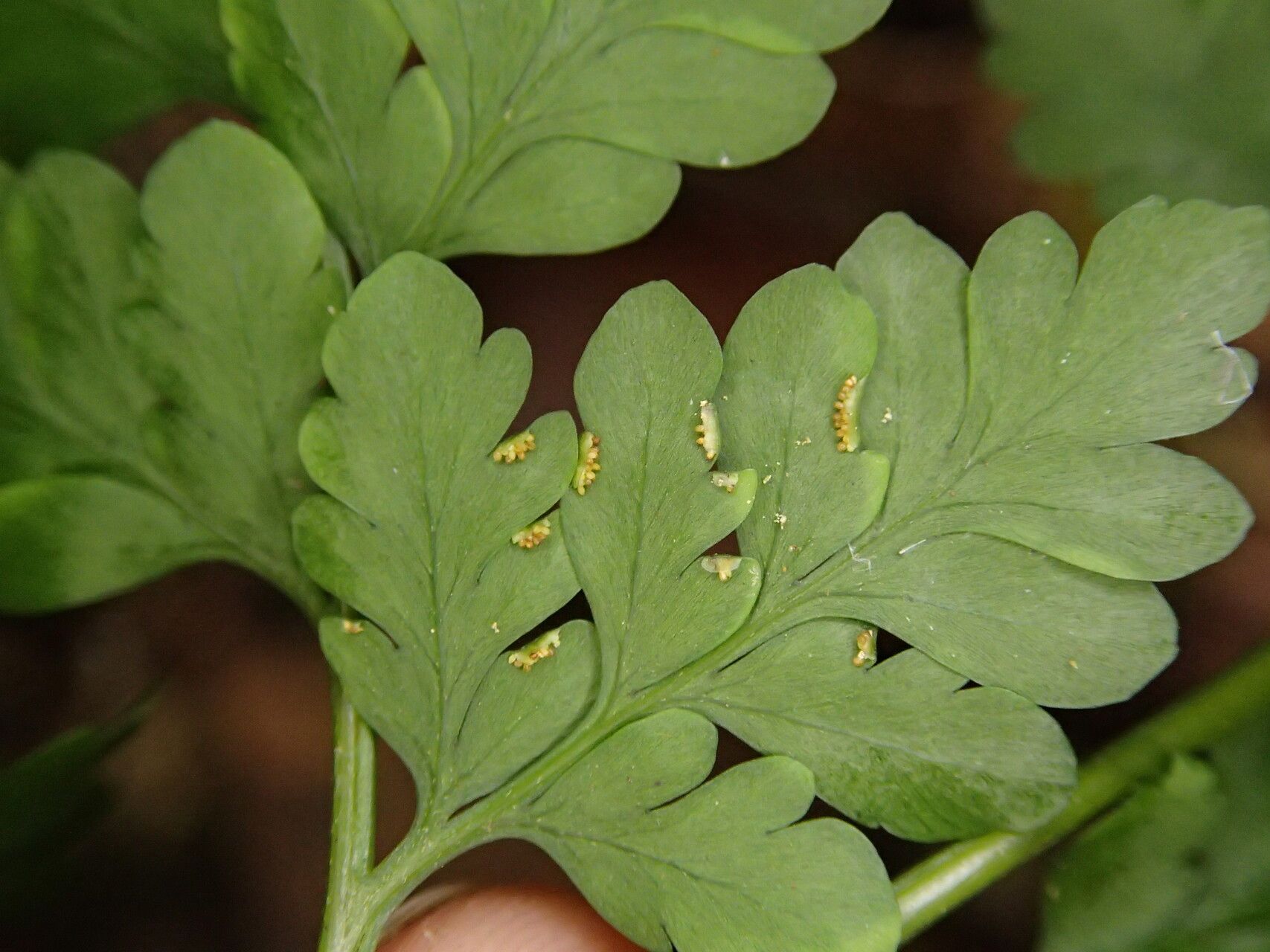 Pteris repens — search result for 'Pteris'