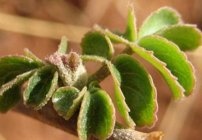 Commiphora saxicola — houseplant care guide