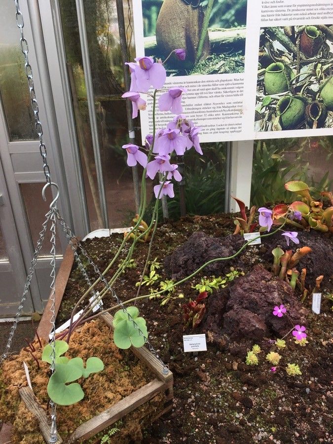 Utricularia reniformis habit