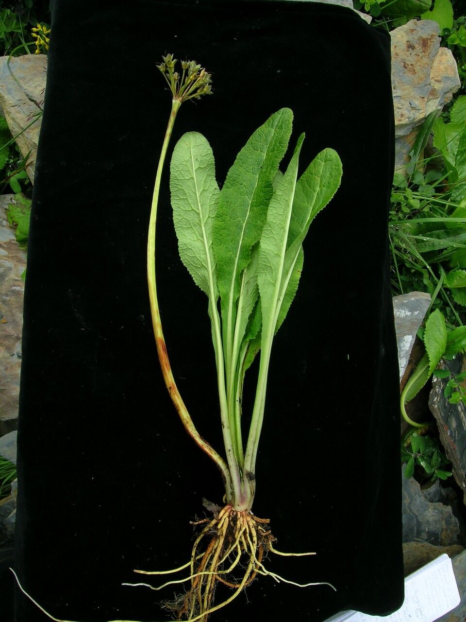 Primula calderiana — houseplant care guide