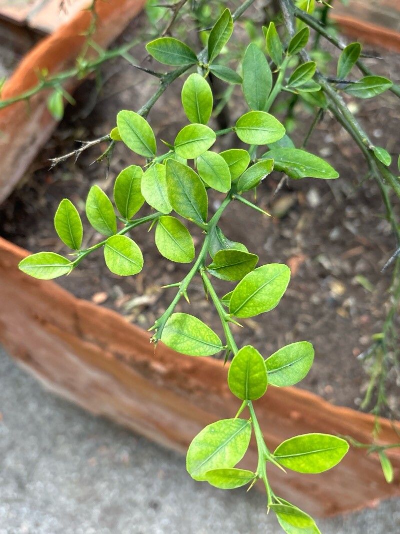 Citrus warburgina — search result for 'Citrus'