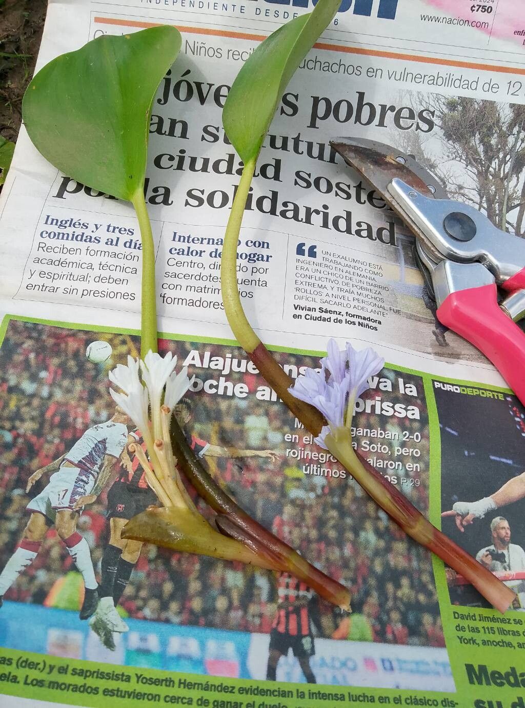 Pontederia heterosperma other